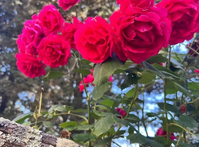 Castel Pietraio Wineresort *